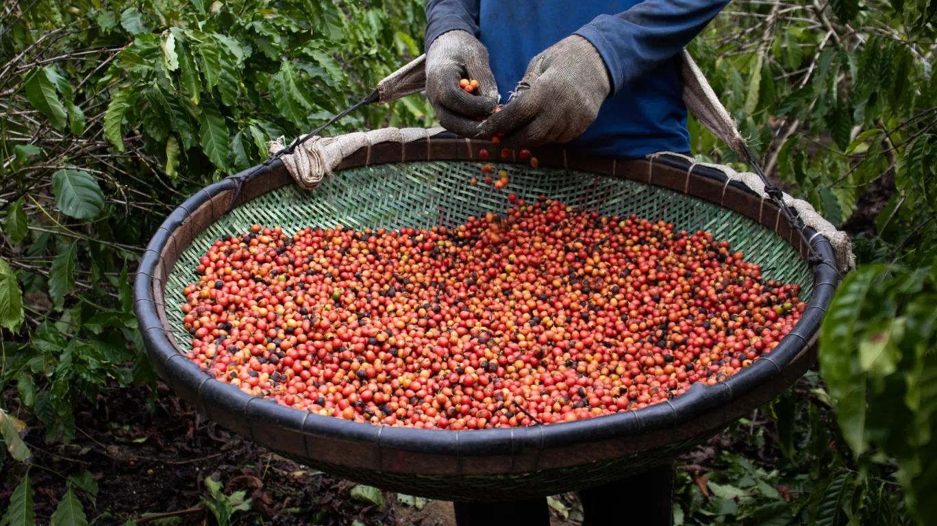 Aldeia Córrego do Ouro sedia 1º Dia de Campo do Café Conilon dos Povos Originários