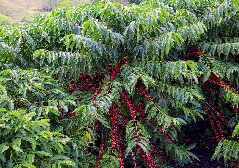 Produção agrícola do Espírito Santo cresce em 2024 e café puxa valorização