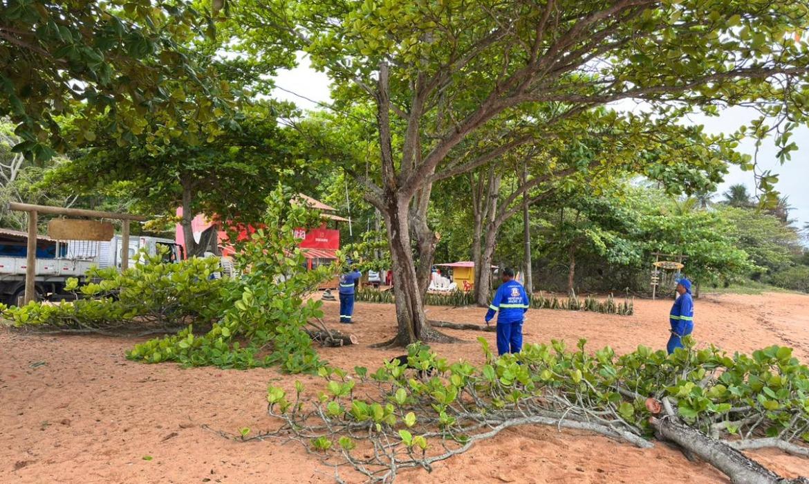 Recuperação de restinga: Gestão costeira da início na poda de castanheiras em Praia dos Padres