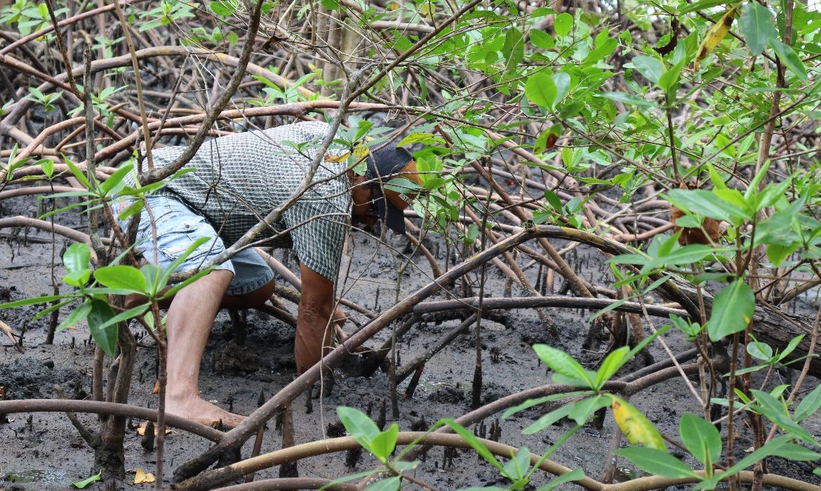 Projeto Vida no Mangue: Meio Ambiente de Aracruz promove formação sobre preservação e manejo sustentável