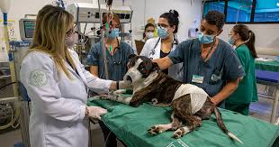 Primeiro hospital veterinário público do Espírito Santo será construído