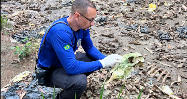 Polícia encontra 17 cabeças de animais em área de abate clandestino em Aracruz