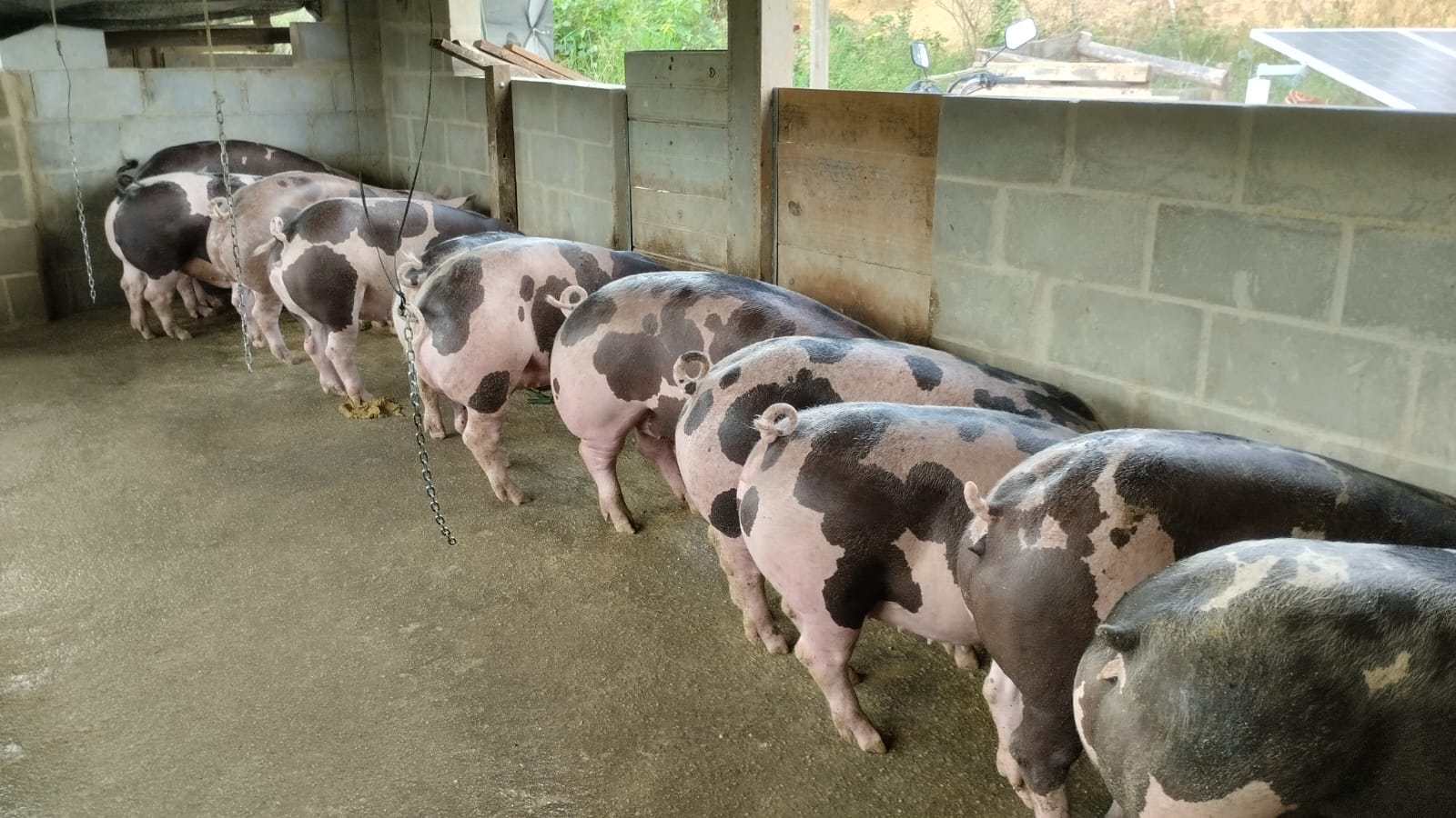 Mega Sorteio de Natal em Governador Lindenberg: Uma Oportunidade Imperdível!