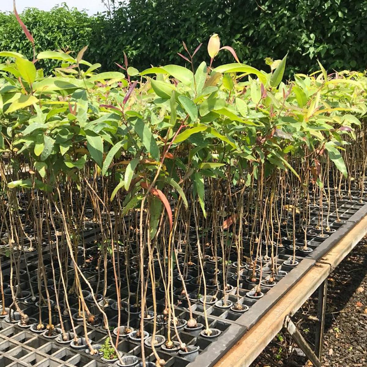 Agricultores de Aracruz e Fundão recebem mudas do incaper