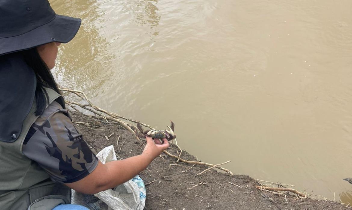 Fiscalização apreende caranguejos uçá durante período de andada em ação da Semam