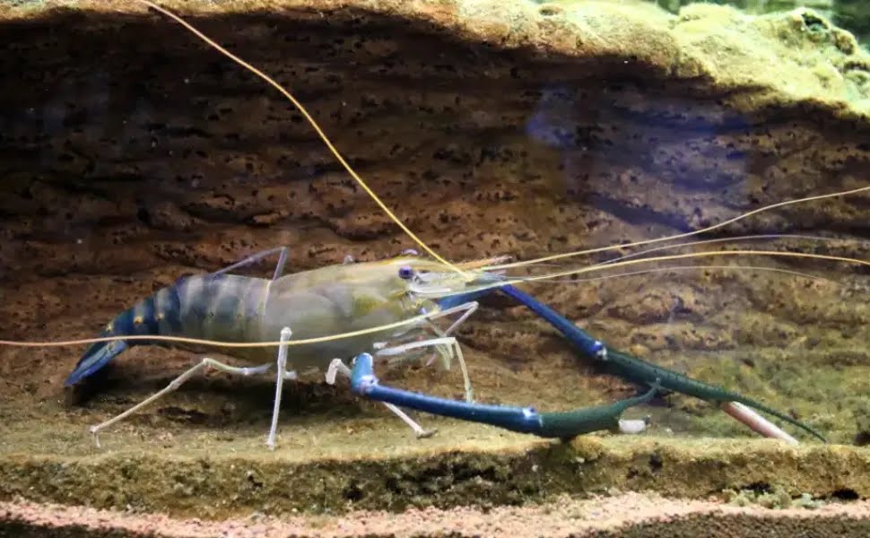 Mais de 11 toneladas de “Camarão-gigante” foram produzidas no ES