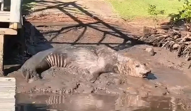 Elefante-marinho é visto em rio de Aracruz e chama a atenção