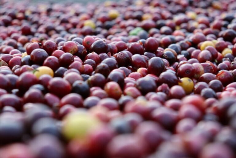 Aracruz abre oficialmente a colheita do café conilon no Espírito Santo