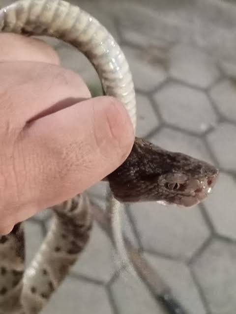 Cobra jararaca é capturada dentro de refeitório de escola em Aracruz