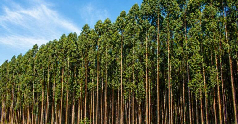 CMPC avalia transferência do Projeto Natureza para o Paraguai em meio a impasse sobre licenciamento