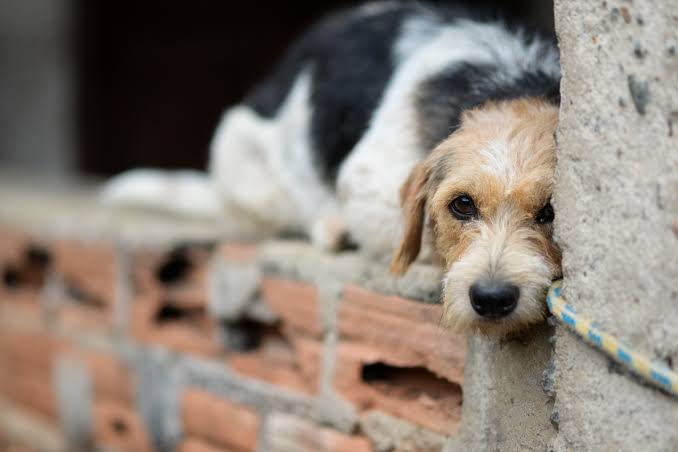 ES registra quase 5 mil denúncias de maus-tratos a animais; Câmara analisa criação do Disque Animal