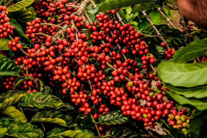 Aracruz realiza 1º Concurso de Qualidade e Sustentabilidade do Café Conilon